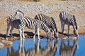 Zebras drinking