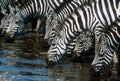 Zebras drinking water