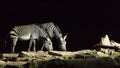 Zebras drinking water at night