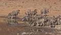 Zebras drinking water - Pilanesberg National Park