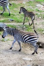 Zebras drinking Royalty Free Stock Photo