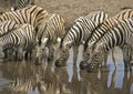 Zebras drinking at waterhole