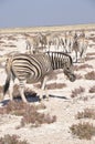 Zebras in the dry Kalahari desert in Etosha National Park