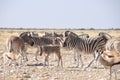 Zebras in the dry Kalahari desert in Etosha National Park