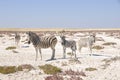 Zebras in the dry Kalahari desert in Etosha National Park