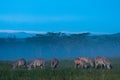 Zebras in the early morning mist