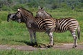 Zebras At Ease