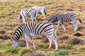 Zebras eating grass in Addo National Park, South Africa Royalty Free Stock Photo