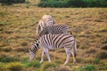 Zebras eating grass close up view Royalty Free Stock Photo