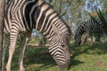 Zebras eating grass. Lubango. Angola. Royalty Free Stock Photo