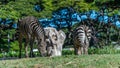 Zebras Eating Grass