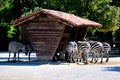 Zebras eating Royalty Free Stock Photo