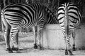 Zebras eating meal, concentrated, back view