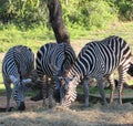 Zebras eating Royalty Free Stock Photo