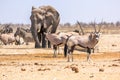 Zebras elephants oryxs Royalty Free Stock Photo