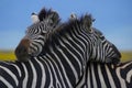Zebras embracing