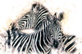 Zebras (equus burchellii)