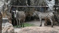 Zebras or Equus quagga at Dusit Zoo or Khao Din Wana park in Bangkok, Thailand