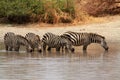 Zebras (Equus quagga) in watering hole