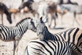 Zebras in Etosha Namibia