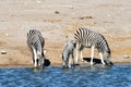 Zebras - Etosha, Namibia