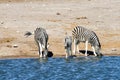 Zebras - Etosha, Namibia