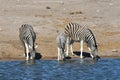 Zebras - Etosha, Namibia