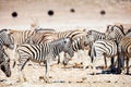 Zebras in Etosha Namibia