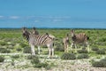 Zebras in Etosha national park, Namibia