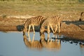 Zebras in Etosha NP, Namibia