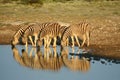 Zebras in Etosha NP, Namibia