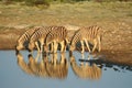Zebras in Etosha NP, Namibia