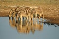 Zebras in Etosha NP, Namibia