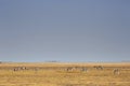 Zebras at the Etosha Pan in Etosha National Park, Namibia Royalty Free Stock Photo