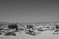 Zebras at Etosha Salt pans near Halali in Namibia. NAmibia is a wildlife-paradies
