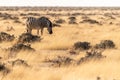 Zebras in Etosha