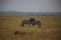 Zebras in love in Serengeti national reservation area Royalty Free Stock Photo