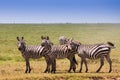 Zebras family on african savannah