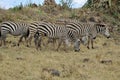 Zebras family, beautiful animals of African