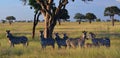 Zebras family portrait. Mikumi National Park, Tanzania Royalty Free Stock Photo