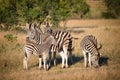 Zebras family, South Africa