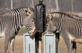 Zebras Feeding At Brookfield Zoo