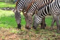 Zebras feeding on grass Royalty Free Stock Photo