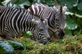 Zebras Feeding on Grass Royalty Free Stock Photo