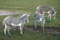 Zebras feeding on green grass Royalty Free Stock Photo