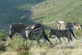 Zebras in a field Royalty Free Stock Photo