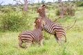 Zebras fighting for dominance in the Kruger Park