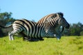 Zebras fighting in game park Royalty Free Stock Photo