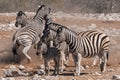 Zebras Fighting in a Herd in Etosha National Park Royalty Free Stock Photo