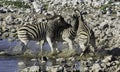 Zebras fighting near waterhole Royalty Free Stock Photo